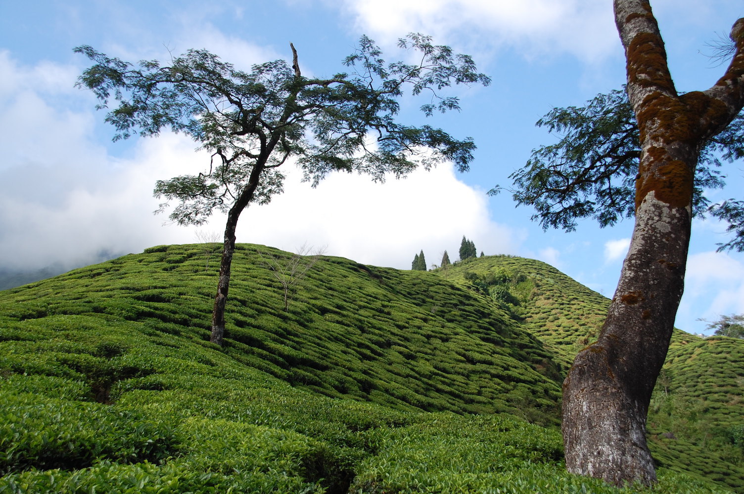 Teegarten in Nepal