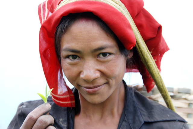 Teepflückerin in Nepal | Foto: Tee Gschwendner