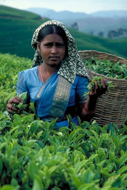 Teepflückerin auf Sri Lanka | Foto: teeverband.de