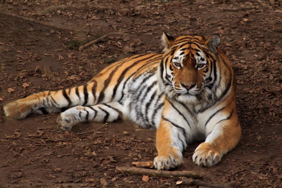 Wilde Tiere hautnah erleben beim Outdoor Camp im Landauer Zoo. Foto: Zoo