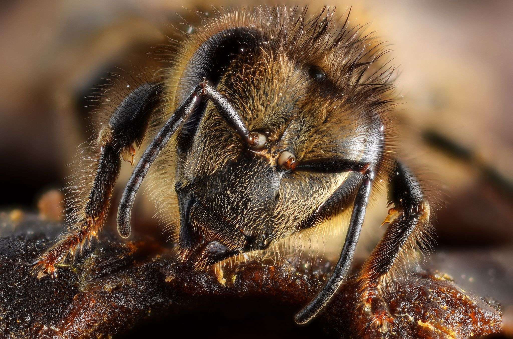 Was kann man selbst gegen das Bienensterben unternehmen?