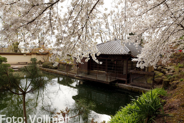 Archivbild der Kirschblüte am original Teehaus im Japanischen Garten Kaiserslautern. Derzeit wird an diesem Teich noch gearbeitet. | Foto: Jens Vollmer