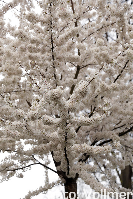 Kirschblüte im Japanischen Garten Kaiserslautern | Foto: Jens Vollmer