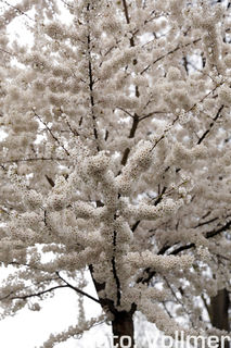 Sakura Im Japanischen Garten Kaiserslautern Kirschblutenfest In Diesem Jahr An Zwei Sonntagen Wochenblatt Kaiserslautern