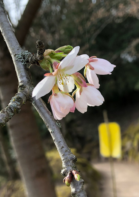 Kirschblüte im Japanischen Garten | Foto: PS / Stephan Brohl