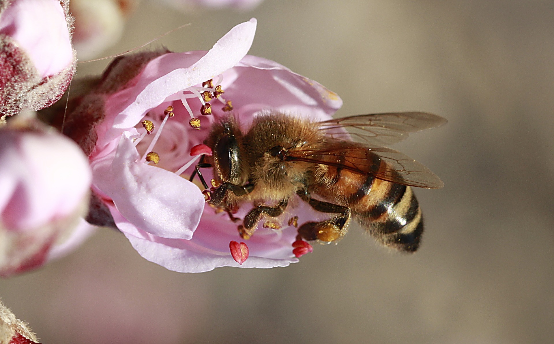 Im Rahmen des Klimaschutztages bietet die Initiative InSPEYERed in Zusammenarbeit mit der Bieneninitiative Speyer eine Pflanzaktion an, bei der jeder Besucher sich eine hübsche Insektenweide anlegen kann.