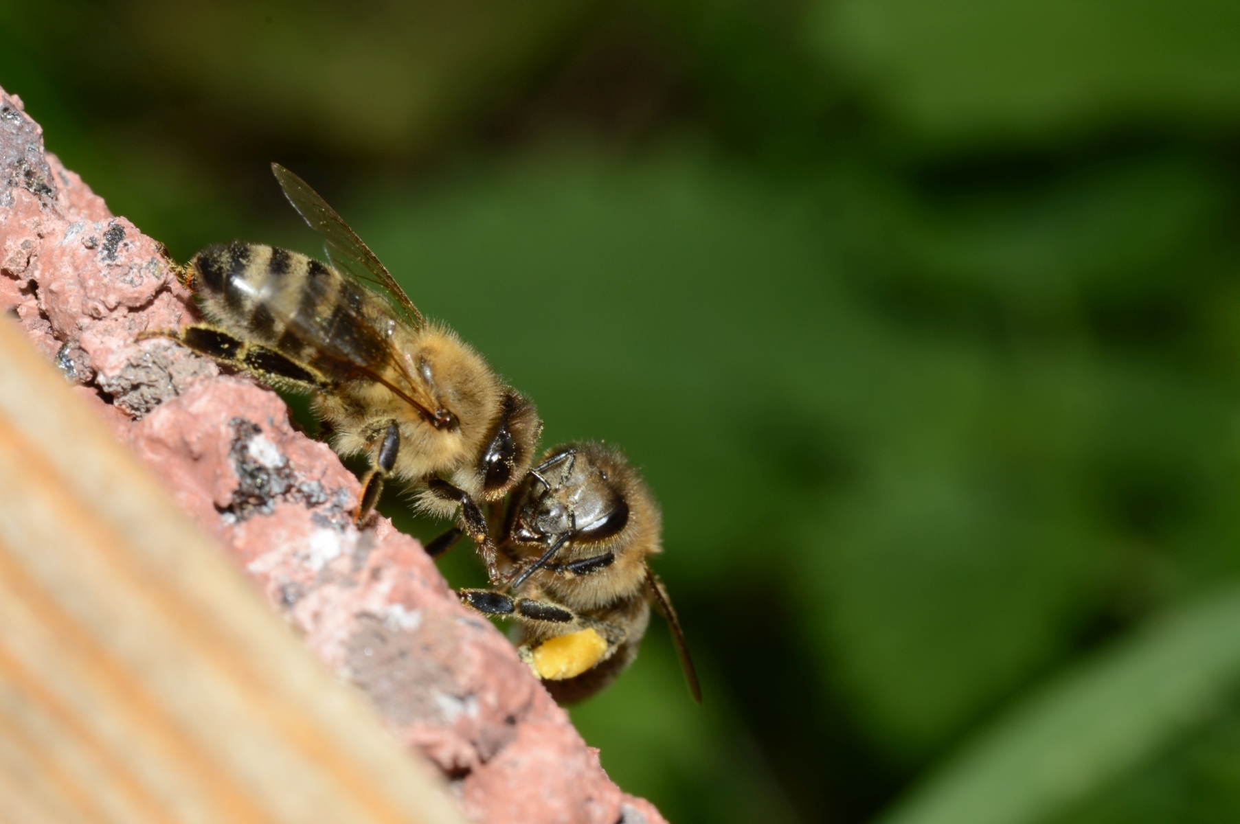 Bienen finden heutzutage immer weniger Blütennahrung.