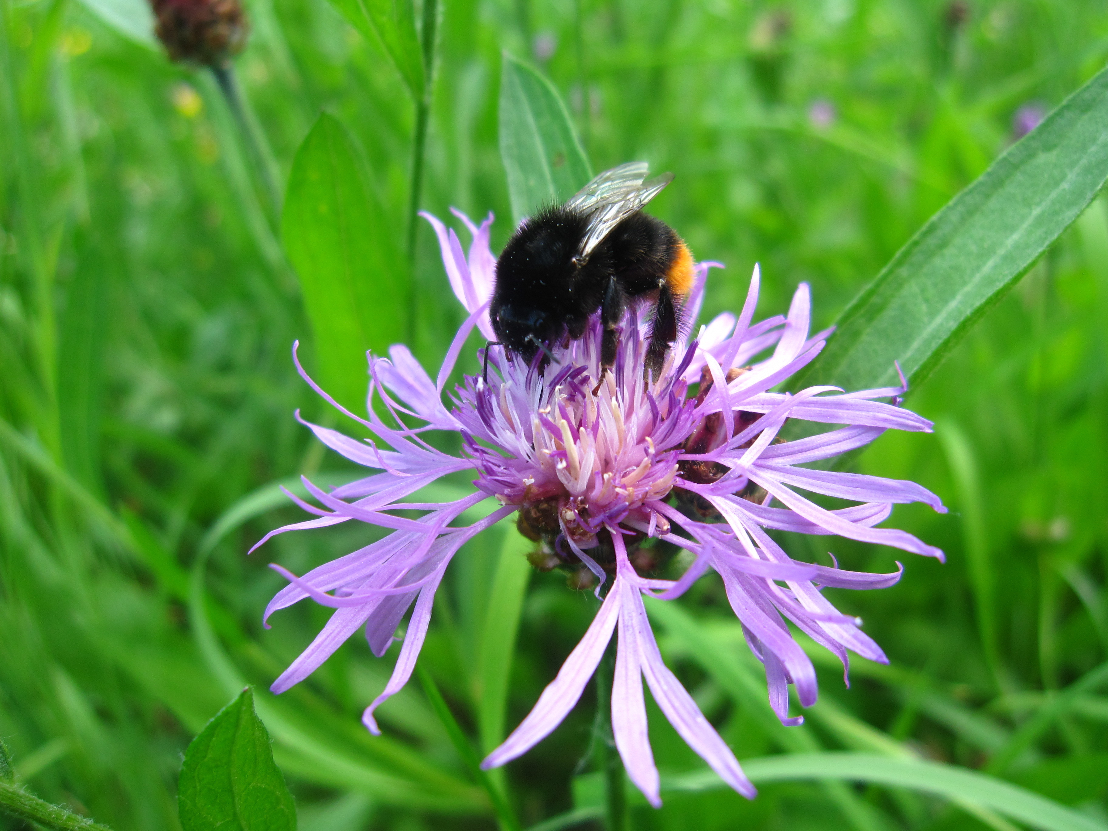 Flockenblume mit Steinhummel.