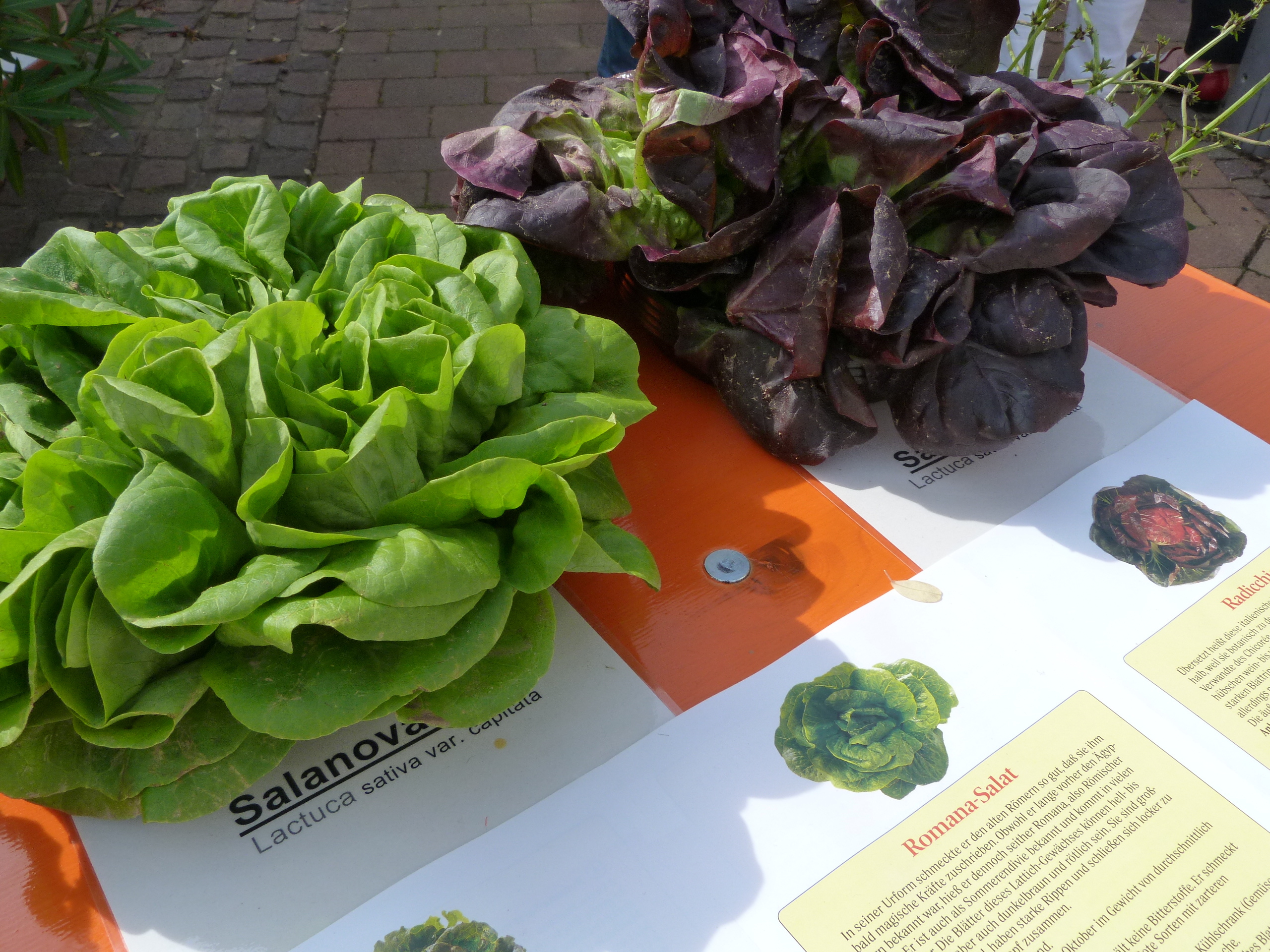 Als erster Schifferstadter Markt findet immer am letzten Samstag im April der Frühlingsmarkt statt.