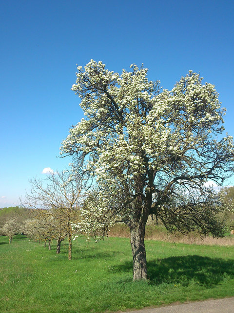 Streuobstbestand in Bad Schönborn