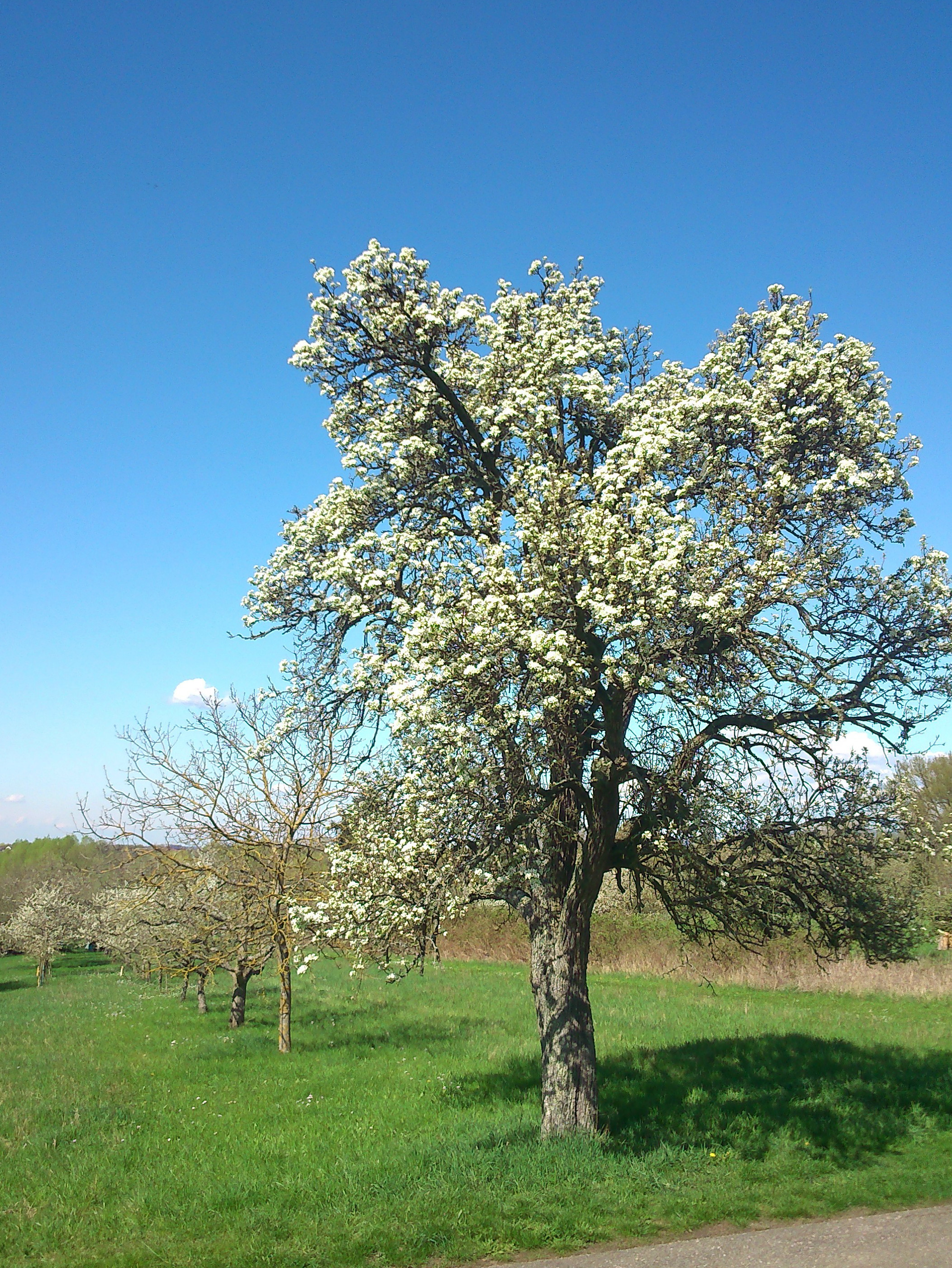 Streuobstbestand in Bad Schönborn