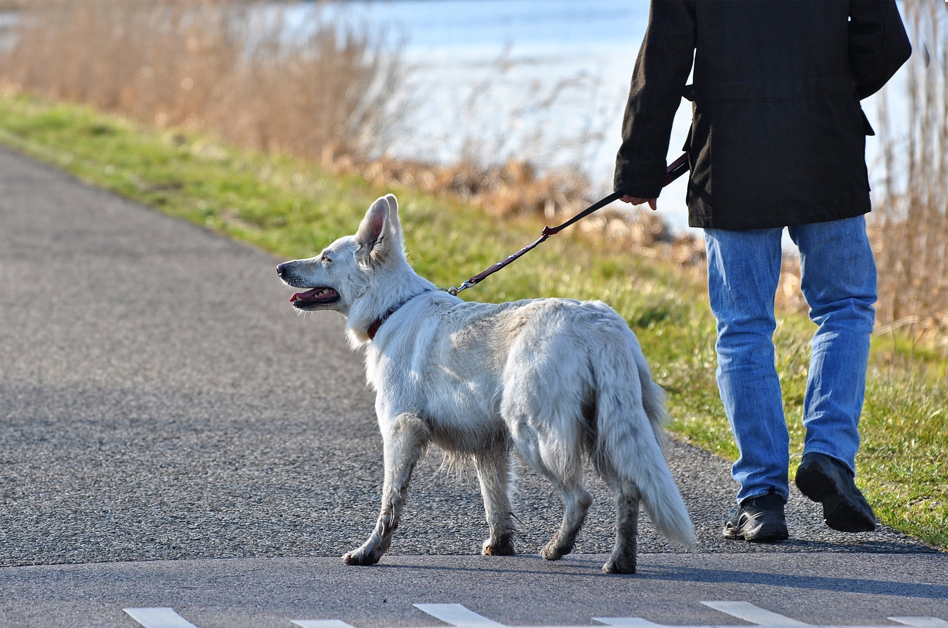 Die Ordnungsbehörde der Stadtverwaltung Schifferstadt bittet darum, Hunde grundsätzlich an die Leine nehmen, wenn man nicht alleine im Wald unterwegs ist.
