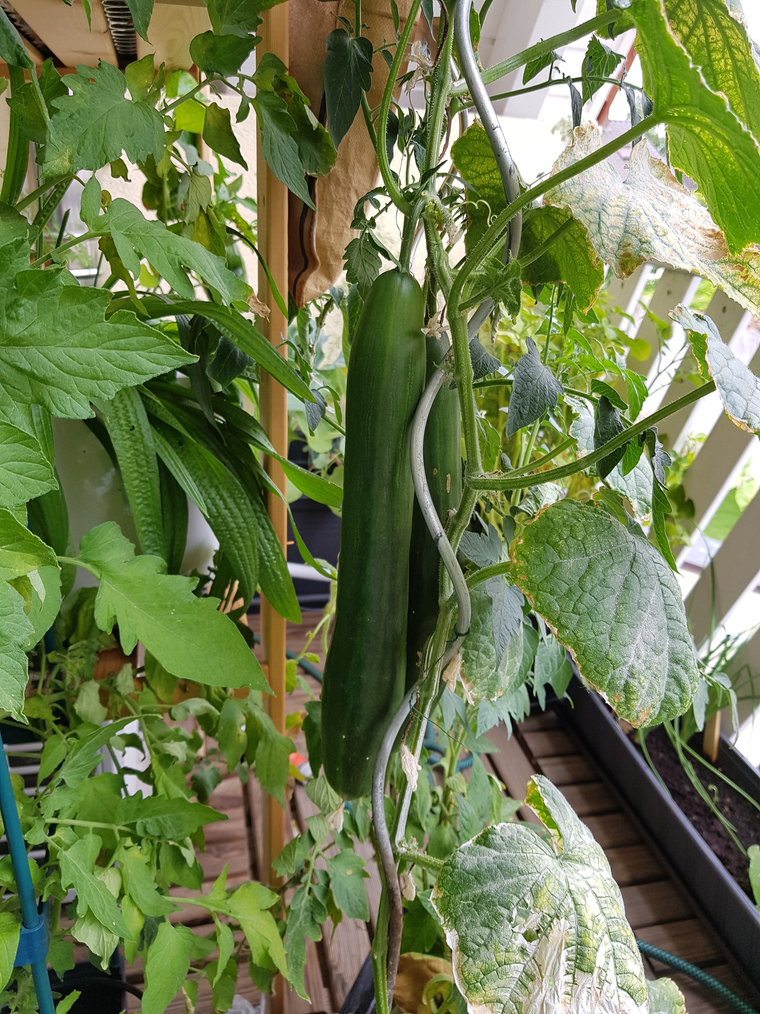 Kräuter und Gemüsepflanzen selbst ziehen macht Spaß - umso schöner, wenn man auf einem Gartenmarkt die notwendigen Produkte findet.