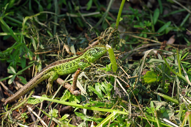 Foto: Ilona Schäfer