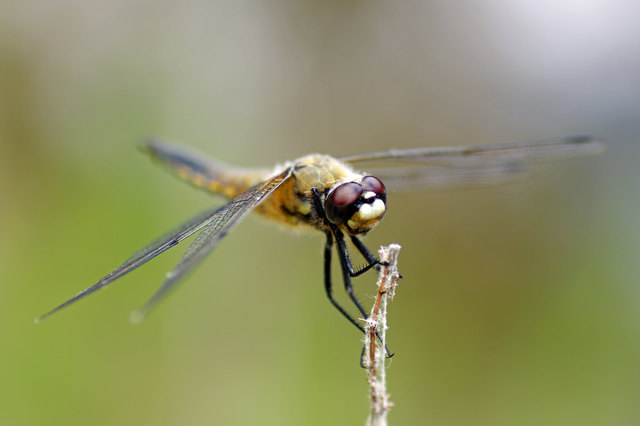 Foto: Ilona Schäfer