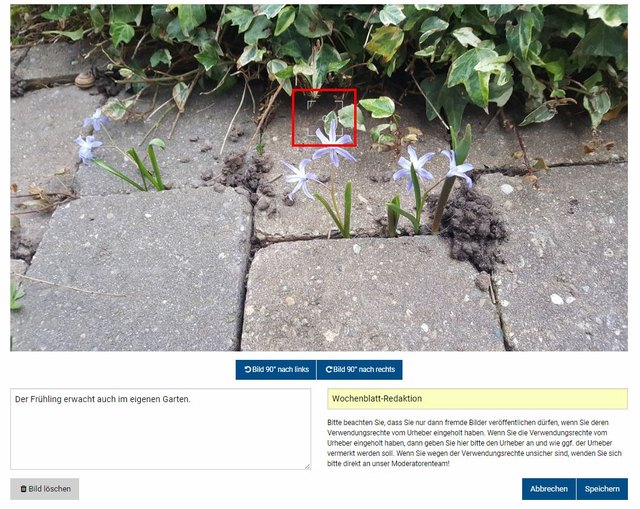 Schritt 5 - Bild einfügen, Bildfokus setzen und Urheber angeben: Mit einem Klick in das Foto legen Sie den Bildfokus fest und bestimmen damit, welcher Teil des Fotos auf jeden Fall zu sehen sein soll. | Foto: Wochenblatt-Redaktion