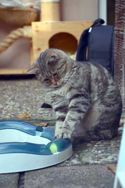 Die verspielte, aber sehr schüchterne "Elsässerin" Jana (kam im Rahmen einer Einfangaktion auf einem Supermarktgelände in Lauterbourg mit über 20 weiteren Katzen zur Katzenhilfe) beschäftigt sich intensiv mit ihrer Kugelbahn.