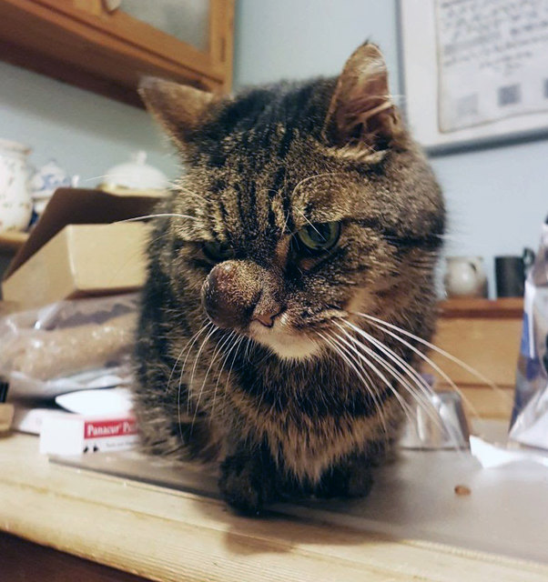 Kater Reza mit Tumor vor der Operation - das räumliche Sehvermögen ist stark eingeschränkt