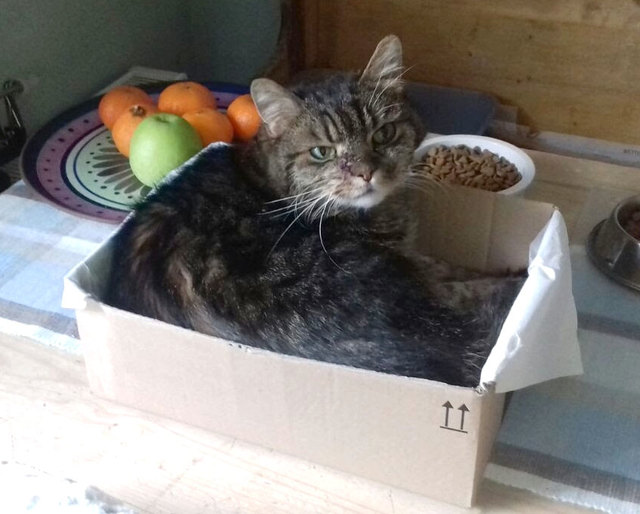 Und hier Reza in seinem "Lieblingskarton" nach gelungener OP :-)