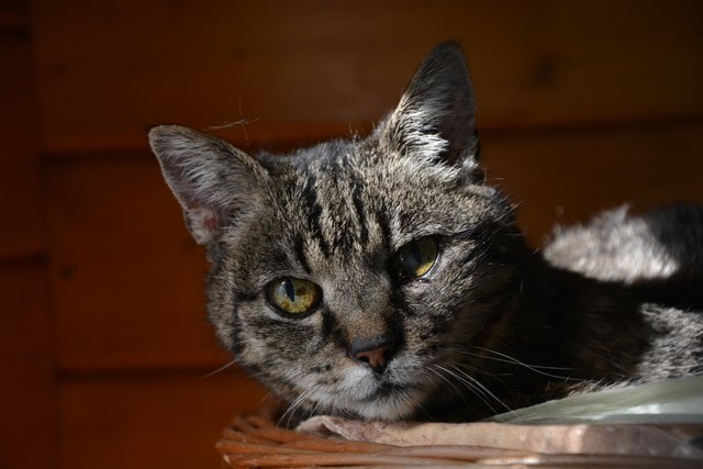Oma Michele ruht sich in ihrem Körbchen aus