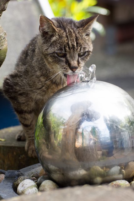 Trotz über 20 Jahren noch aktiv im Außengehege unterwegs: Oma Michele am Trinkbrunnen