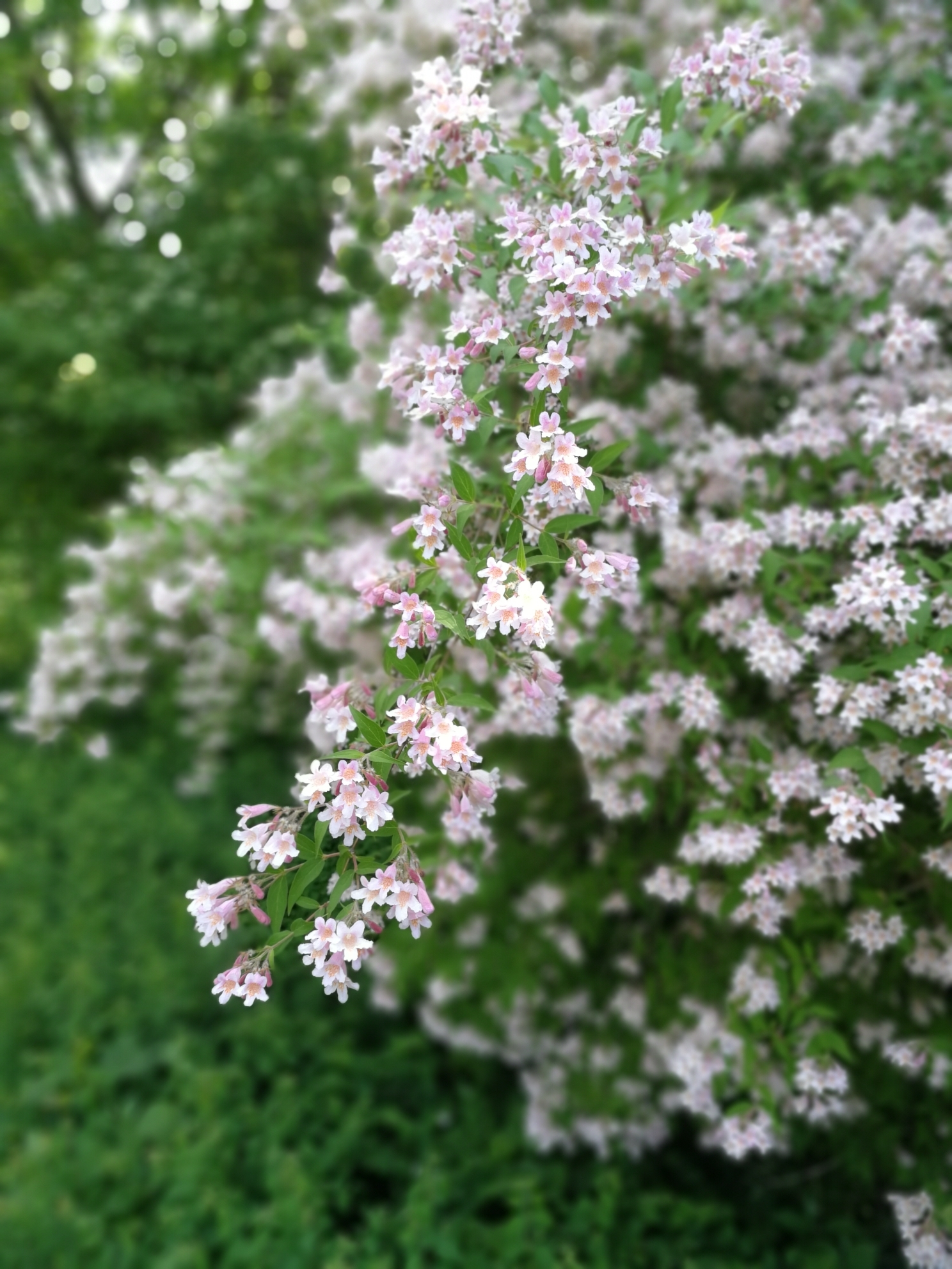 So schön blüht der Frühling im Bürgerpark in Bruchsal.