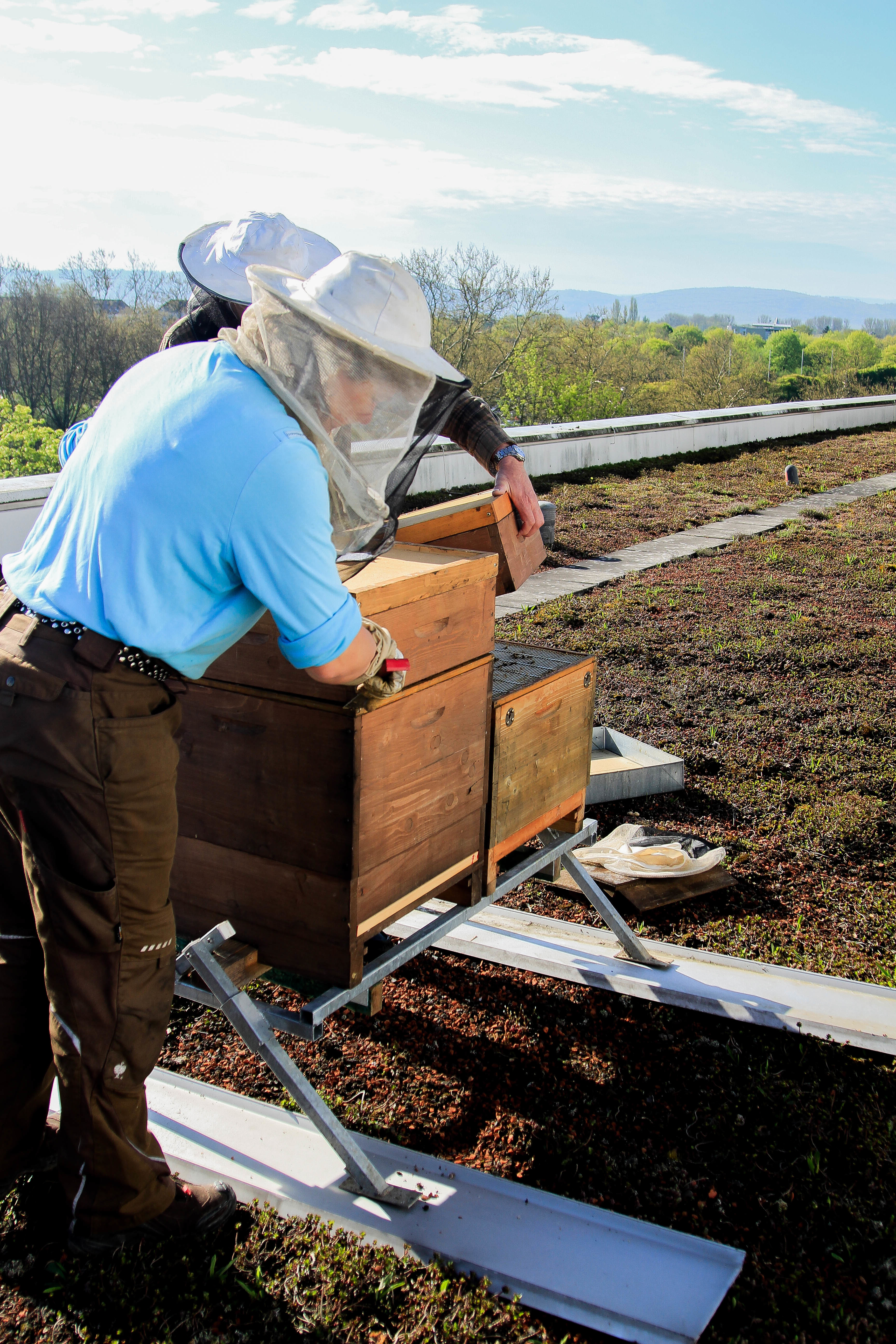 Bis zu 100.000 fleißige Honigbienen tummeln sich im Sommer in zwei vom Landesverband Badischer Imker aufgestellten Bienenstöcken auf dem Dach der ADAC-Geschäftsstelle in Karlsruhe