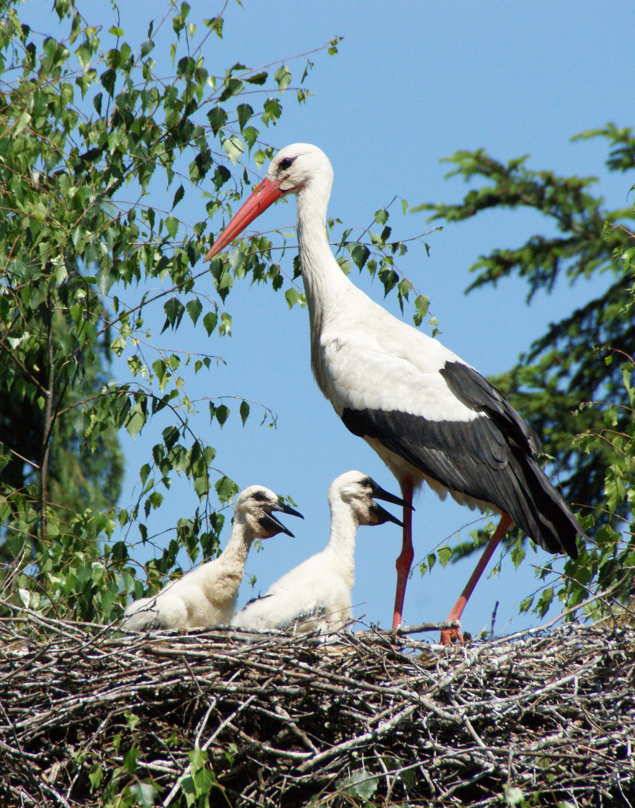 Auf den Nestern der Weißstörche im Vogelpark Oberhausen sind die ersten Jungstörche geschlüpft und werden bis zum Parkfest gut zu sehen sein.