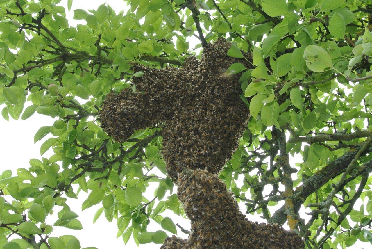 Imker aus der Südpfalz haben ein Schwarmtelefon eingerichtet. Sie helfen schnell, wenn sich ein Bienenschwarm im Garten befindet.