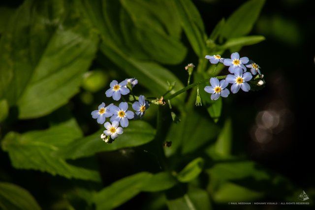 Rund ums Weingartener Moor | Foto: Paul Needham