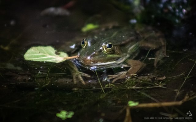 Rund ums Weingartener Moor | Foto: Paul Needham