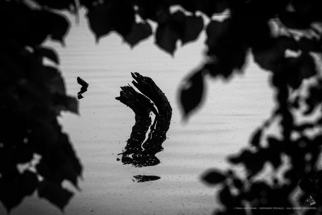 Rund ums Weingartener Moor | Foto: Paul Needham