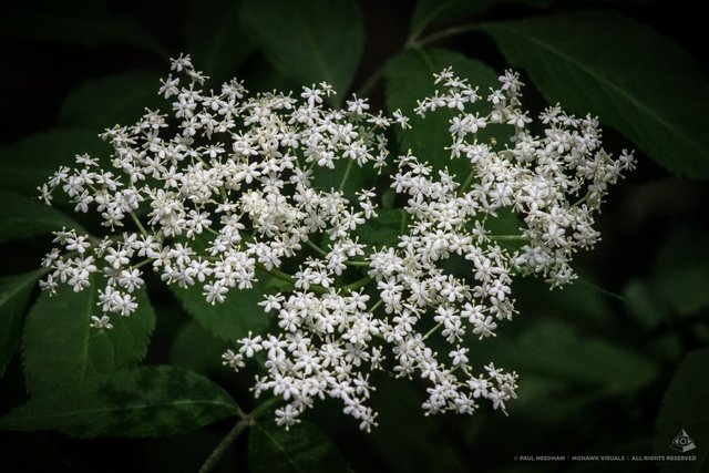Rund ums Weingartener Moor | Foto: Paul Needham