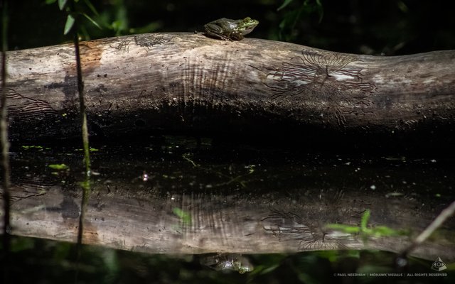 Rund ums Weingartener Moor | Foto: Paul Needham