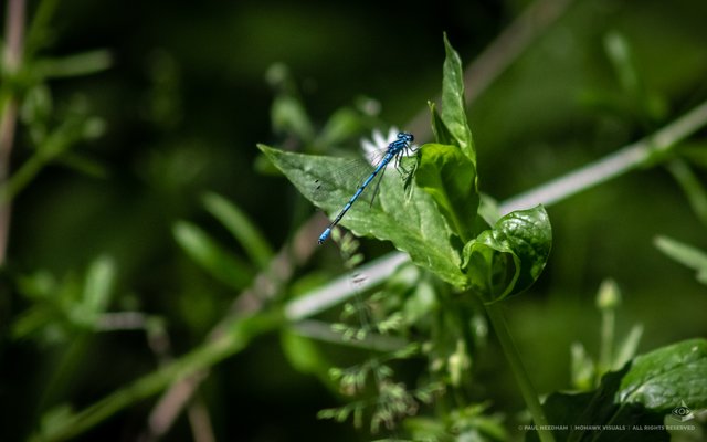 Rund ums Weingartener Moor | Foto: Paul Needham