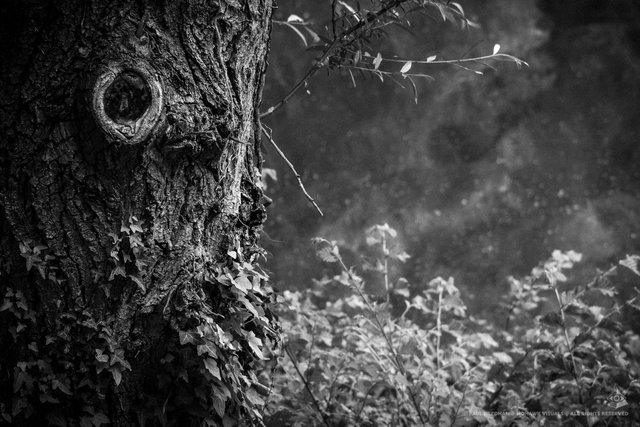 Rund ums Weingartener Moor | Foto: Paul Needham