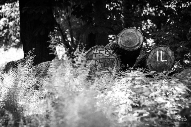 Rund ums Weingartener Moor | Foto: Paul Needham