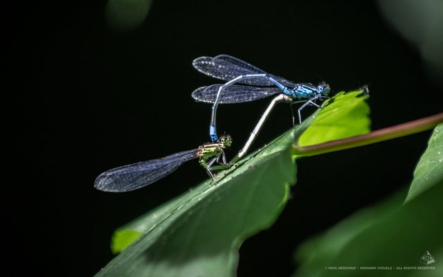 Libellen | Foto: Paul Needham