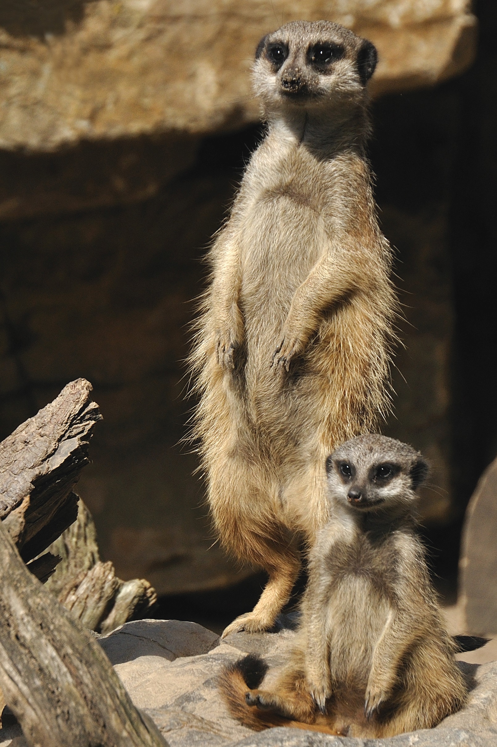 Die Erdmännchen halten bereits Ausschau nach den Teilnehmern der abendlichen Zooführung. Foto: Zoo