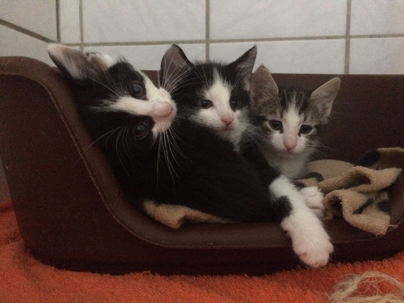 Viele Katzenbabys im Tierheim Kirchheimbolanden suchen eine neue Familie.