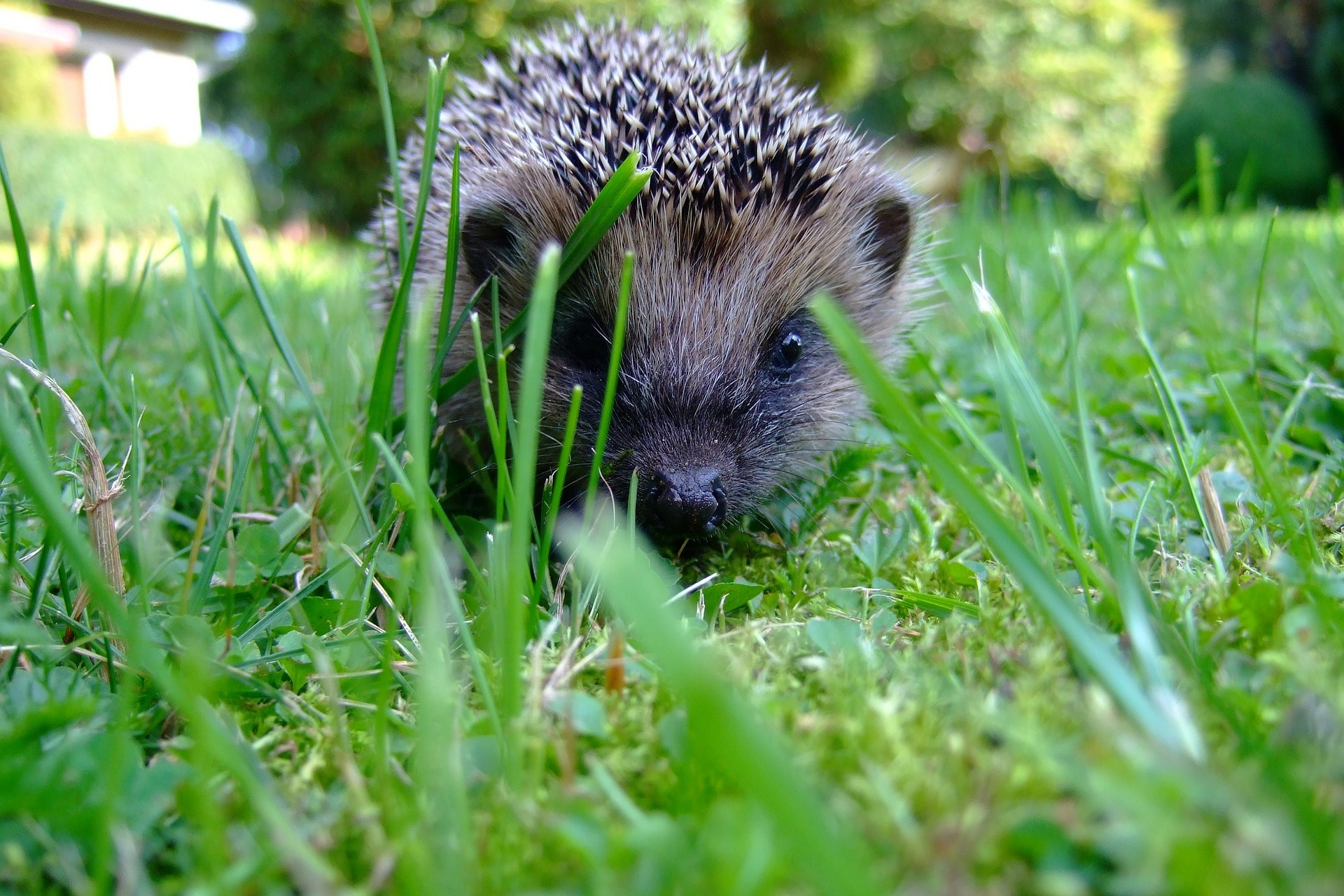 Igel verstecken sich gerne im Gras. Wer seinen Rasen mäht, sollte auf die Tiere acht geben.