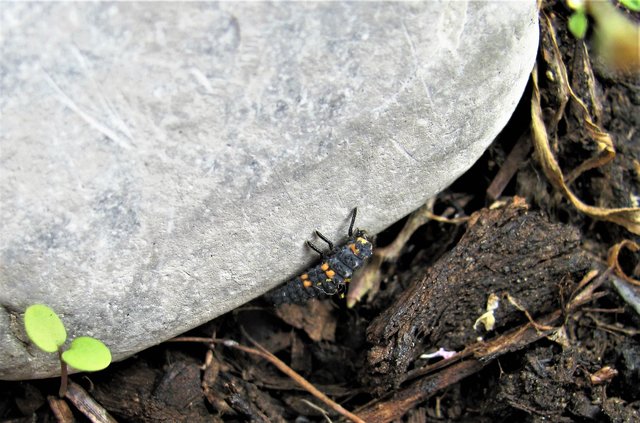 der Kleine war heute in meinem Balkonkasten aber wer ist er, ca 1cm lang? | Foto: Bernd Barth
