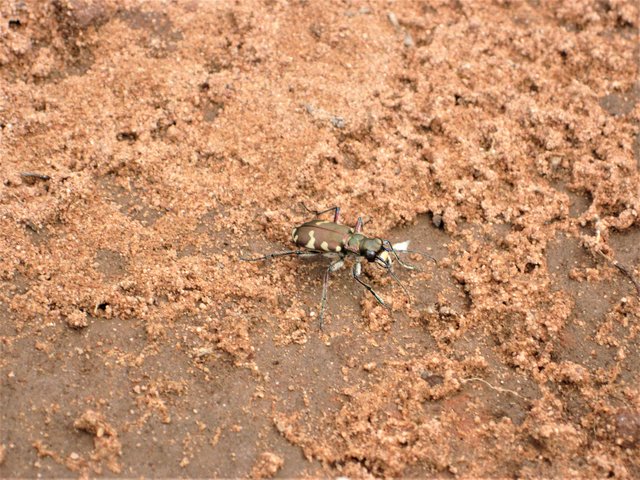 Meister der Tarnung | Foto: Bernd Barth