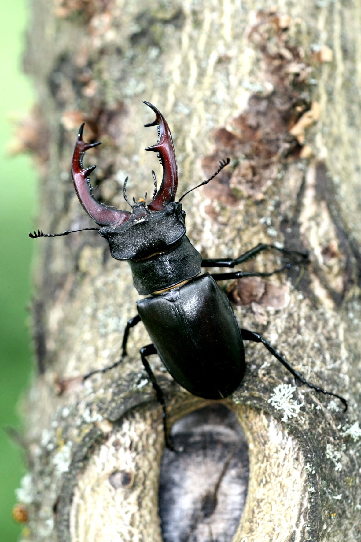 Der Hirschkäfer wird das Maskottchen der „Käfer-Safari“
