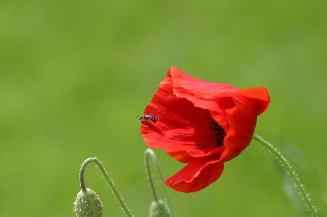 wenn man eine Mohnblume sein Eigen nennen darf und die Welt von seinem Blumenbalkon betrachtet , was dieses kleine Wesen wohl gerade im Auge hat | Foto: Bernd Barth