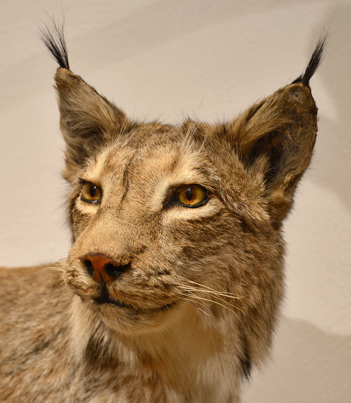 Der Luchs ist im Pfälzerwald wieder heimisch geworden.