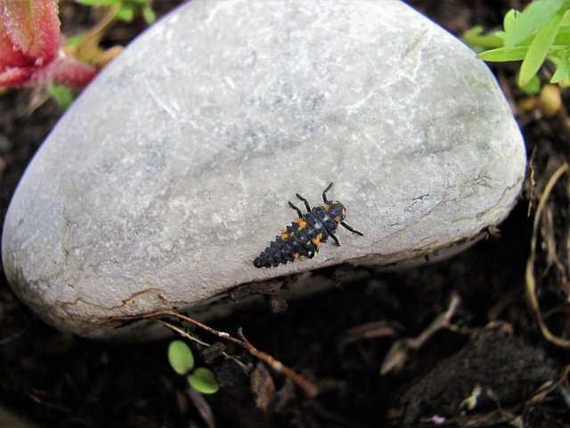 1cm Groß wunderschön , aber bei 10cm würde ich mir Gedanken machen | Foto: Bernd Barth