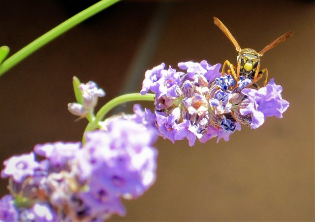 Wir mögen sie nicht so und doch eine sehenswerte Gattung | Foto: Bernd Barth