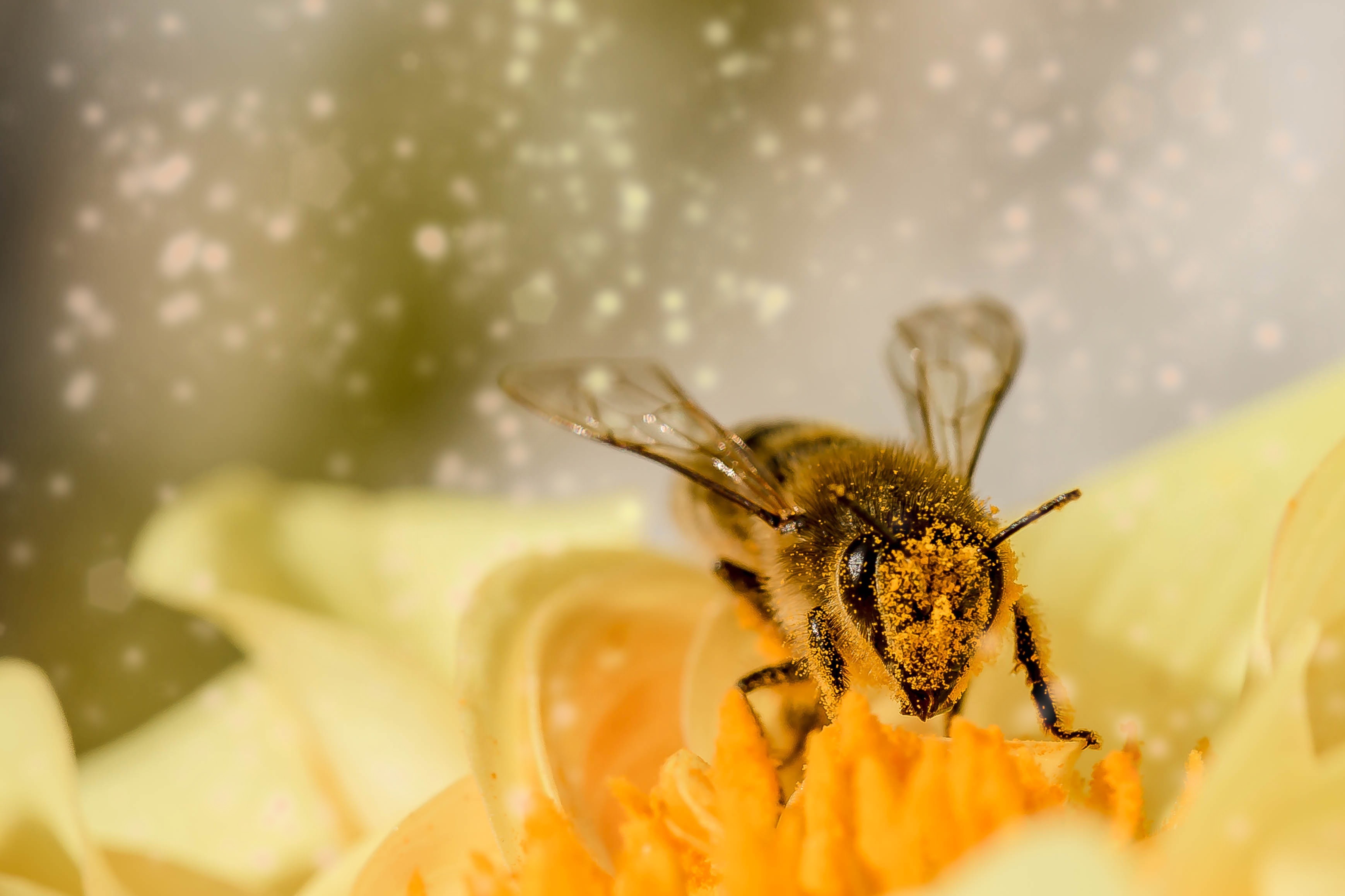 Es summt, es riecht nach Wachs, es schmeckt nach Honig – das rätselhafte geheimnisvolle Leben der Bienen.