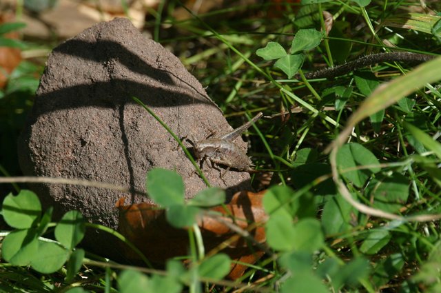 wie ein gepanzerter Krieger
 | Foto: Bernd Barth